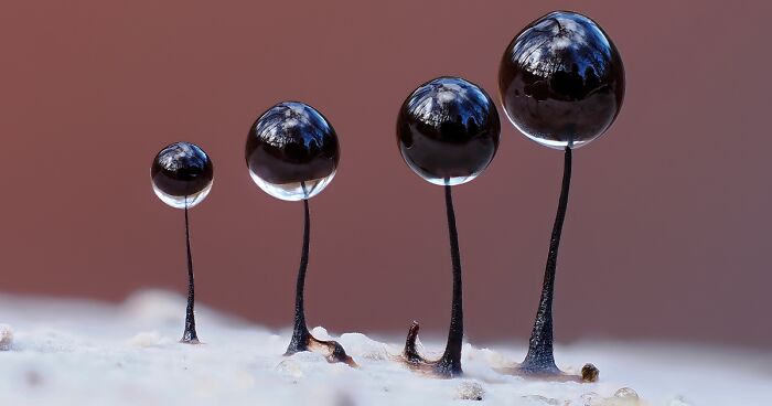 31 Of The Most Stunning Pics That Nailed The Close-Up Photographer Of The Year 2022’s “Minimal” Challenge