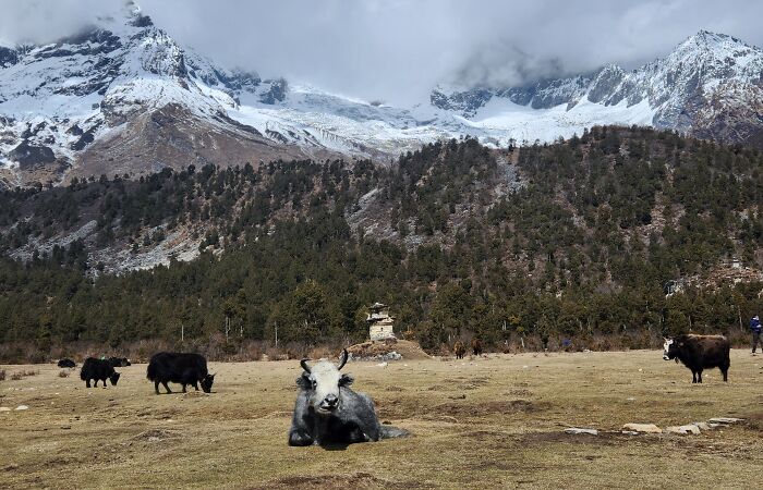 Completing 12-Day Manaslu Circuit Trek (5 Pics)