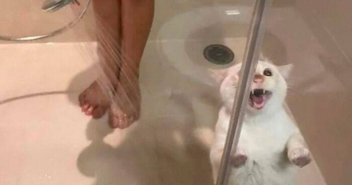 Esta cuenta de Twitter publicó 50 imágenes graciosas y adorables que nos muestran por qué deberíamos adoptar un gato