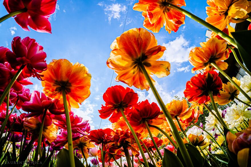 40 Colourful Frames Of Craiova's Enchanting Downtown: Spring's Kaleidoscope Unveiled