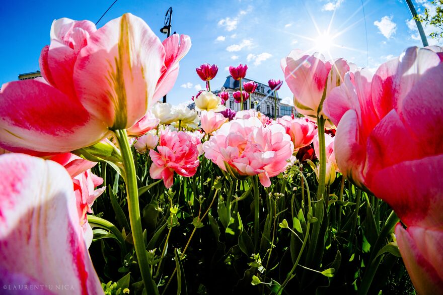 40 Colourful Frames Of Craiova's Enchanting Downtown: Spring's Kaleidoscope Unveiled