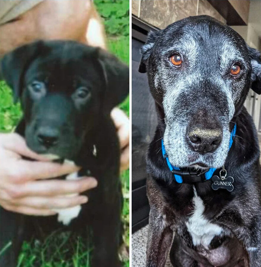 a dog in his childhood and in his elderly