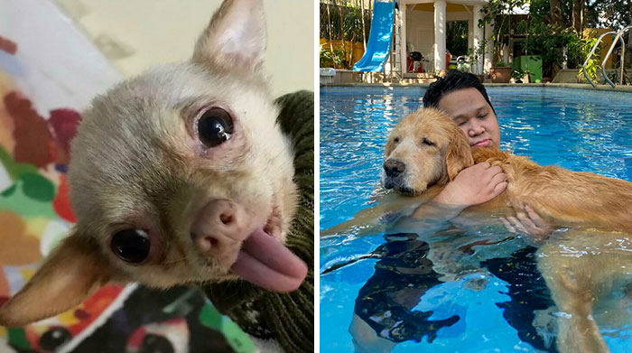 40 Encantadoras imágenes de perros ancianos disfrutando de la vida