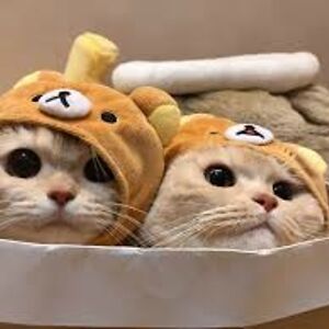 karolina-iwanik avatar