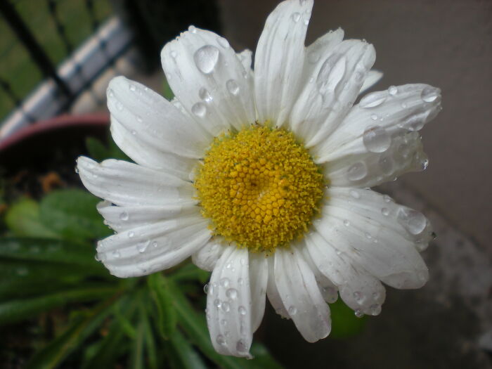 Daisy On My Balcony Garden. I Miss Having A Yard Where I Can Hav E A Real Garden