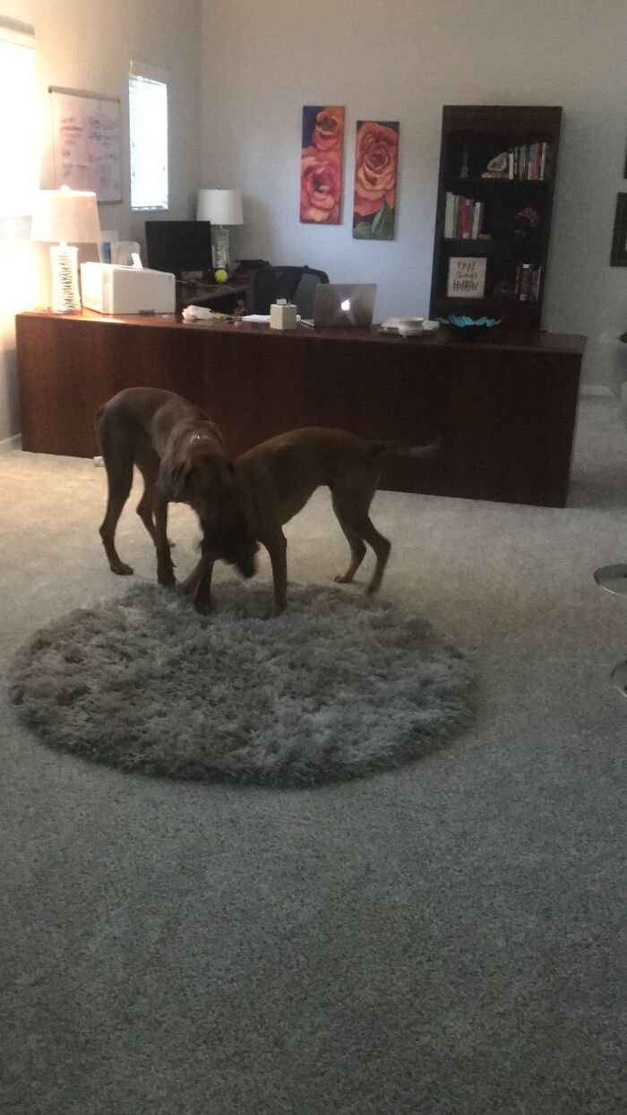 Not Disabled But Rescues! The Bigger One Is Lulie And The Smaller One Is Victor