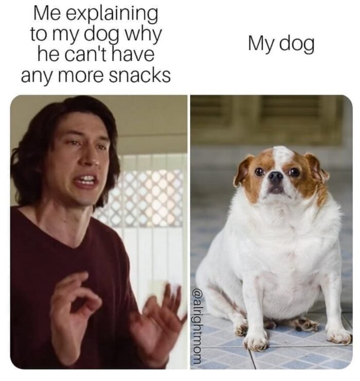 I Think Every Pet Parent Can Relate To These!