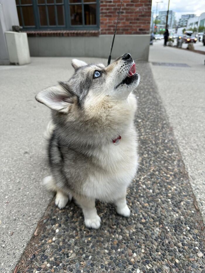 Just Met This Ball Of Fluff On The Way Home. His Daddy Says He Knows How Cute He Is And Is Not Afraid To Use To His Advantage. 15/10 Will Let Him!