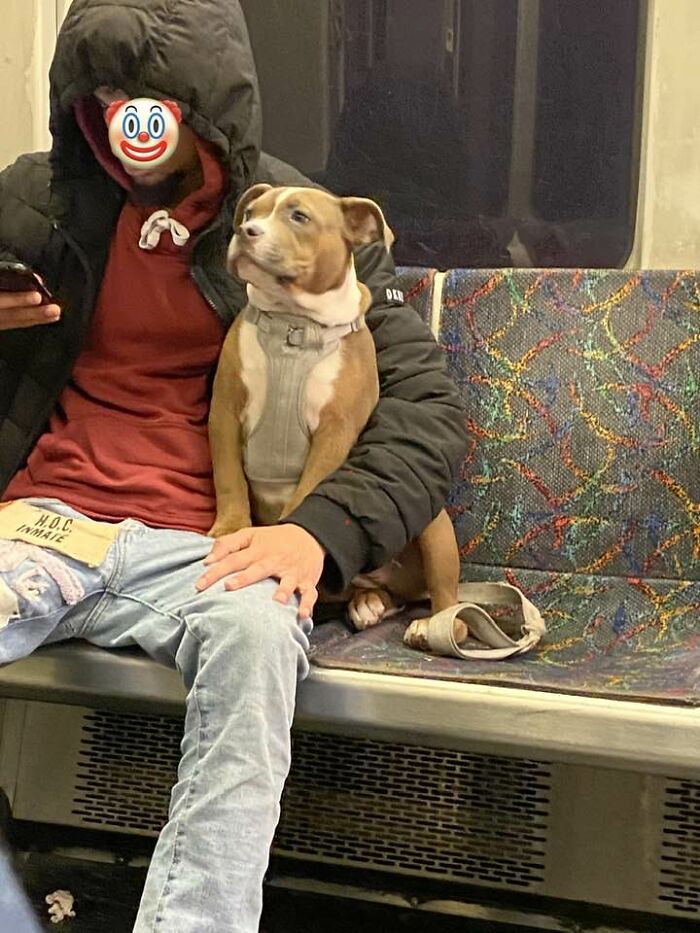 Noble Doggo Looking His Best In Boston