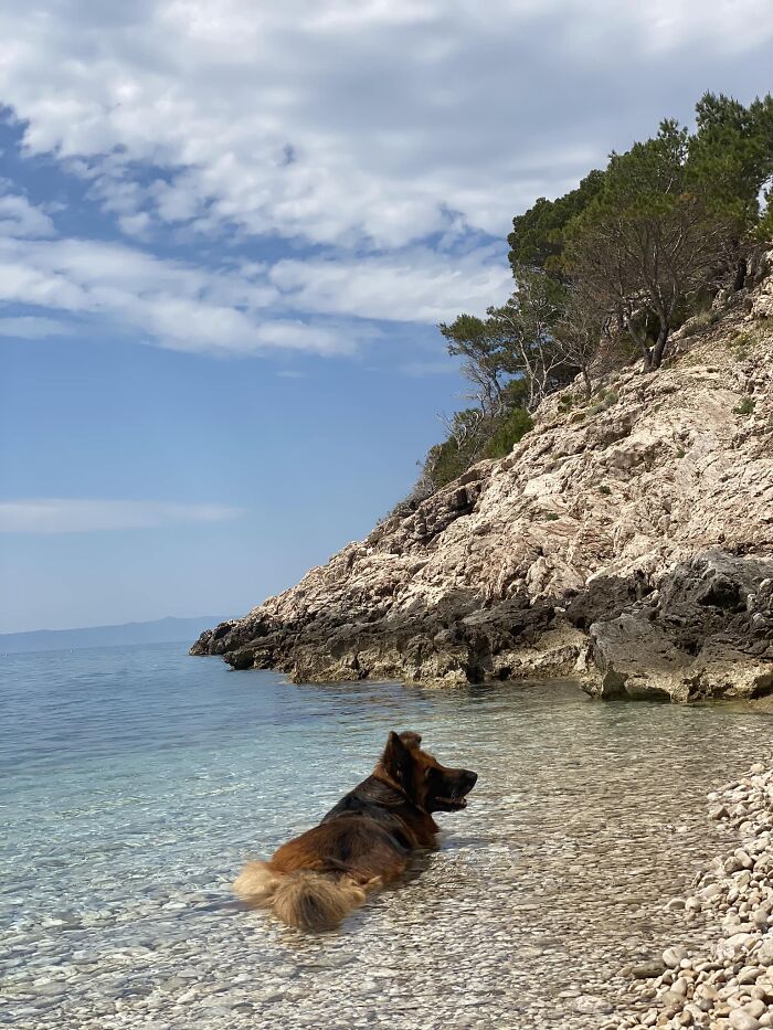 Laying In A Gorgeous Secluded Beach In Croatia, And This Guy Suddenly Comes & Cools Himself Down In The Sea Water 🏖️ Probably The Best Dog Spotting I’ll Ever Get 😍