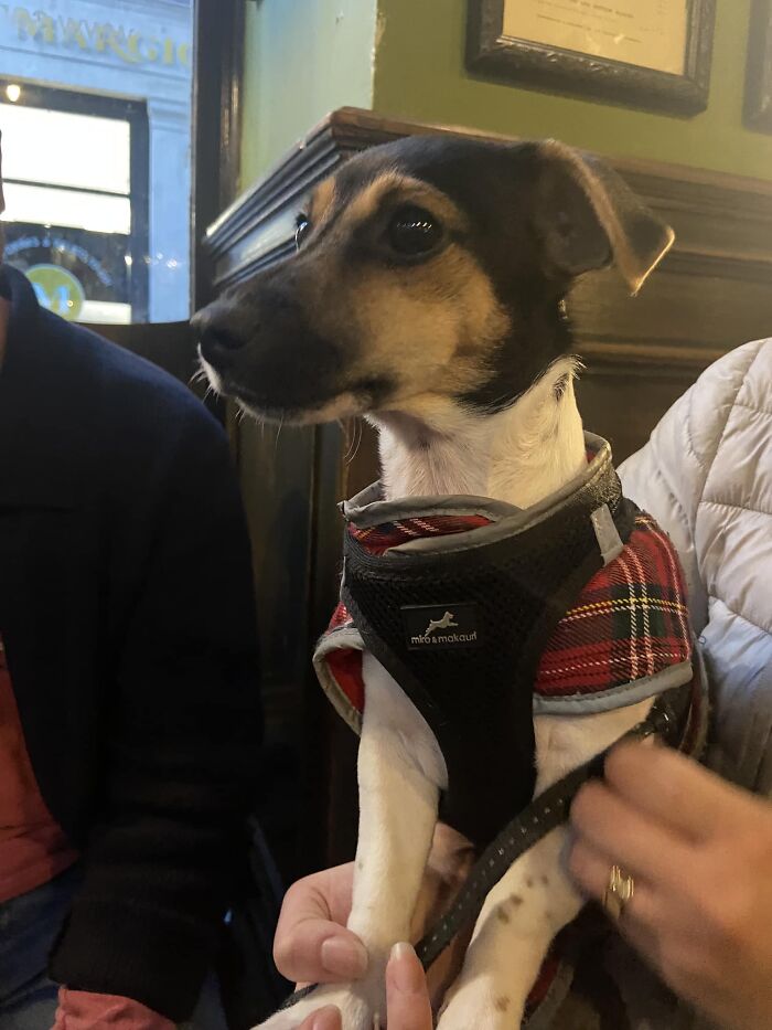 Wee Mia Hanging Out In An Edinburgh Pub❤️🏴󠁧󠁢󠁳󠁣󠁴󠁿🍻