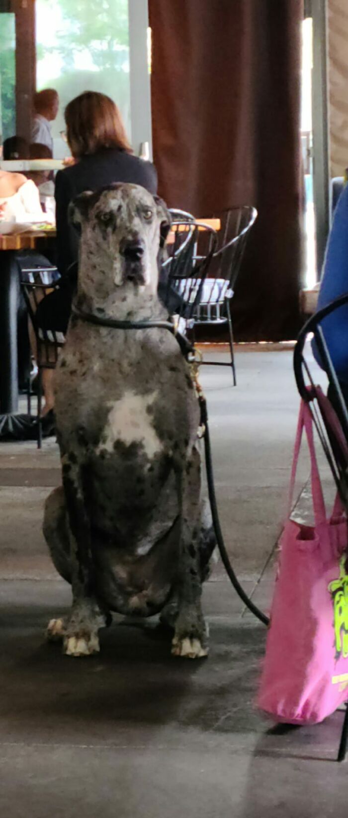 Met This Sweet Girl At A Nice Restaurant In Downtown La. Her Name Is Gwinny (Short For Guinivere) And She Is A 3 Year Old Foster Failure From Rescue Now Living Her Best Life With Her Doting Dad. 15/10 For Excellent Manners And Being Adorable!