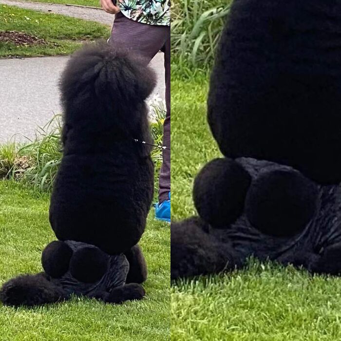 These Cheeks So Floofy!!! Spotted In Czech Republic Edit: He Has No Pants, Thats A Haircut