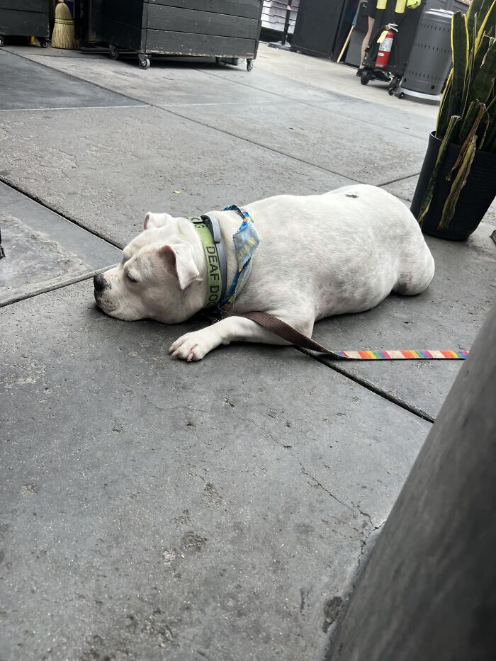 I Love Her 10/10 Would Pet Again