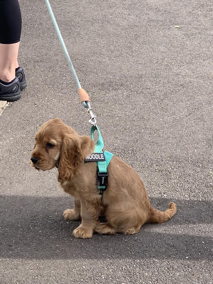 Spotted This Good Boy Noodle With The Fluffiest Ears!