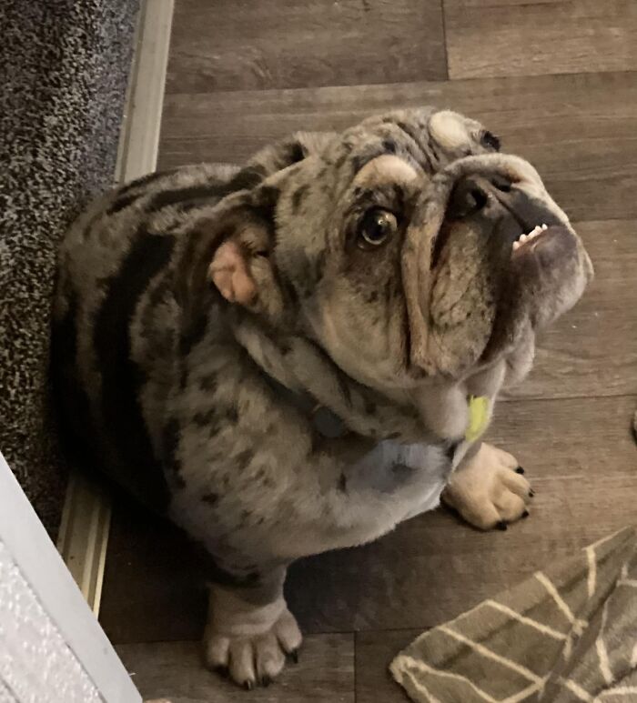 My Airbnb Guest Brought His Little Girl With Him Yesterday ….meet Binky The Biggest, Wobbliest Girl Ever💕🤣