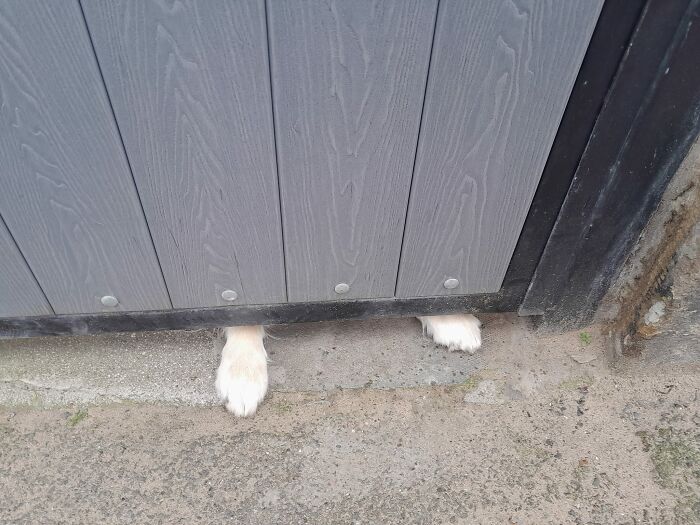 Sorry, Was Unable To Identify What Kind Of Dog I Saw The Other Day, But Please Enjoy