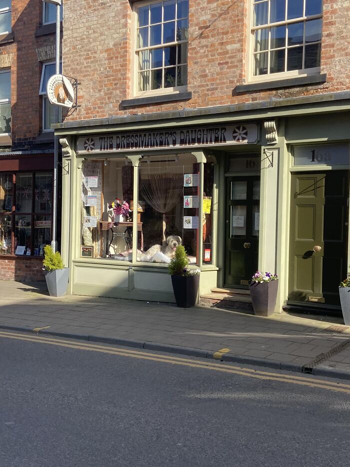 Spotted This Fantastic Boi In The Shop Window On My Way Home Yesterday, Had To Photograph Him