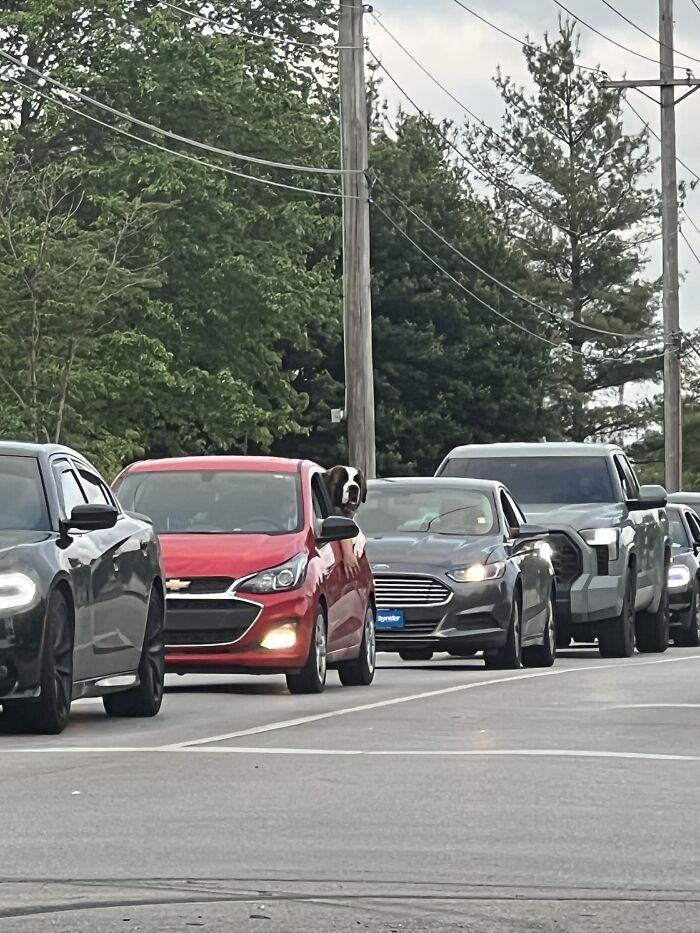 He’s Just Trying To Make It Through The 5:00 Rush