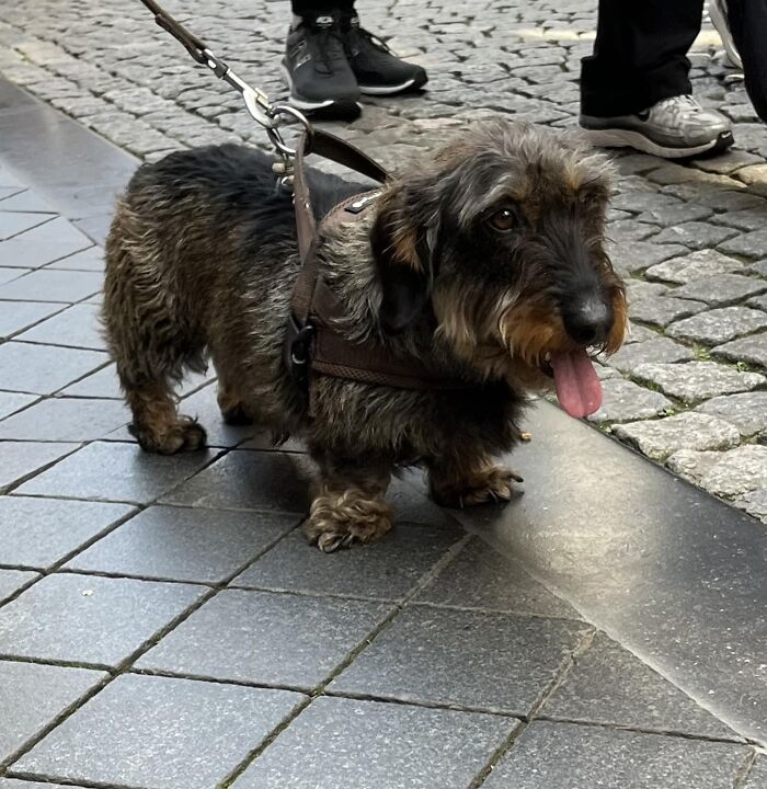 A Dashing Dutch Doggie Enjoying The Finally Nice Weather (Look At Those Fuzzy Toes)