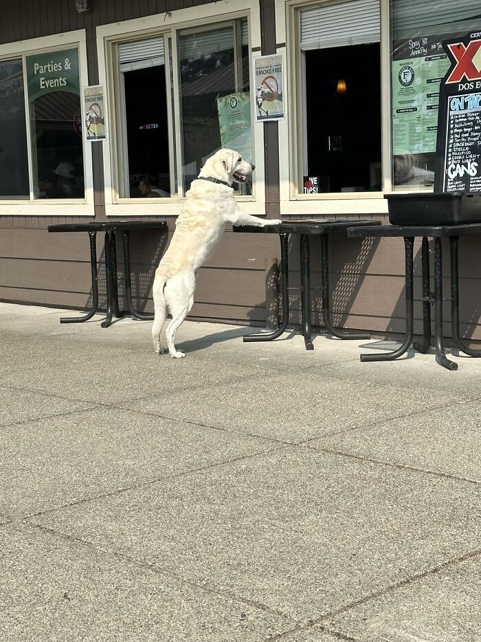 Hanging Out On A Golf Course Patio Having A Drink And This Good Boi Was Waiting To Order 