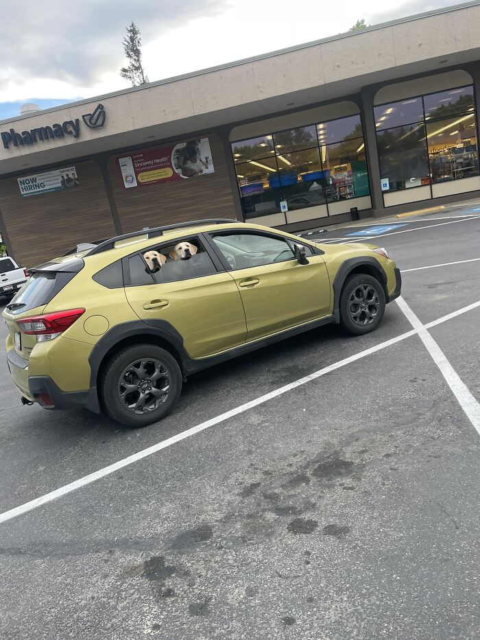 Two Noses Were Spotted That I Really Wanted To Boop