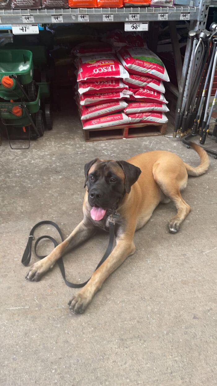 Today I Met Elvis. He Is 10 Months Old And Is Very Soft. 10/10 Would Pet Again