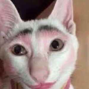 amelialamb018 avatar