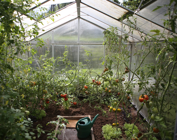 tomatoes growing in the greenhouse