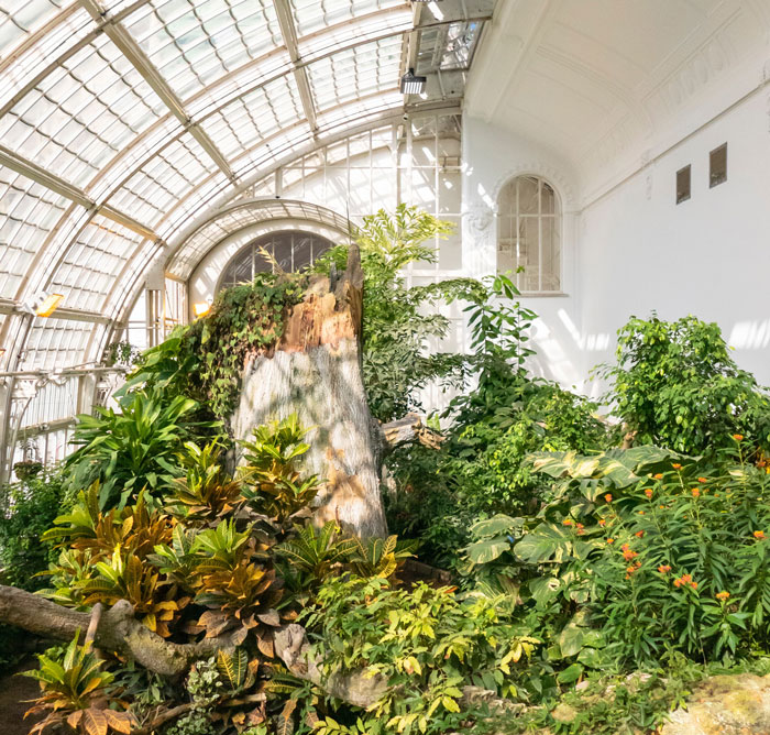 green plants in the greenhouse