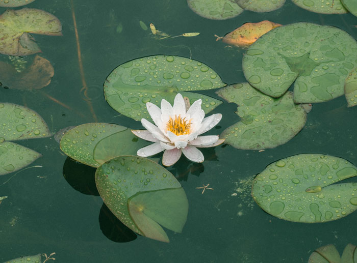 a while water lily's flower with leaves in the pond