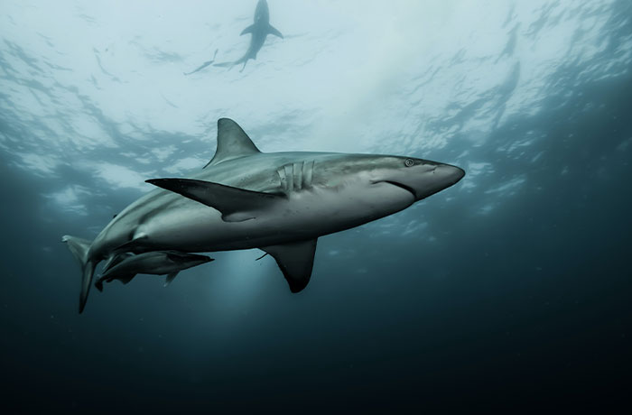 These 45 Mind-Boggling Facts Seem Unreal But Are Totally True