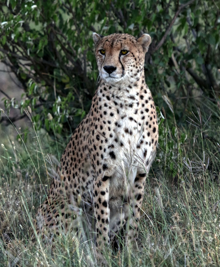 cheetah sitting on the grass near the bushes