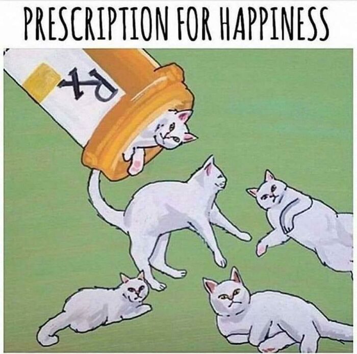 Funny-Animal-Memes-Jokes