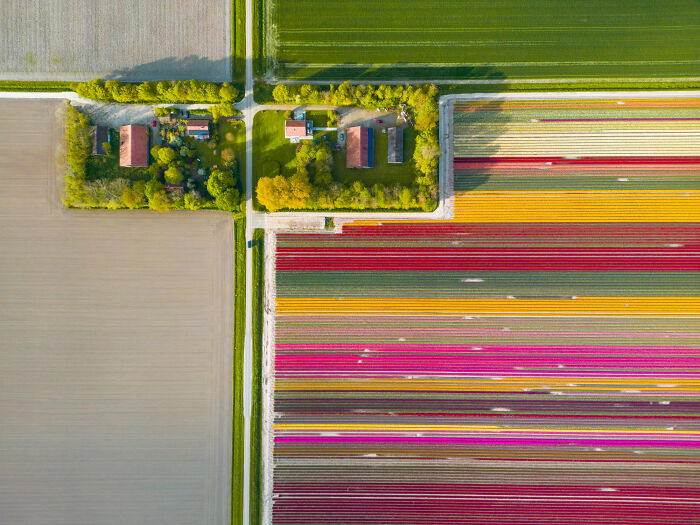 Spectacular Photos From This Year's Tulip Season In The Netherlands