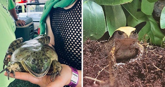 30 Times People Had A Funny Or Wholesome Encounter With A Frog In Real Life And Just Had To Share The Pic In This FB Group