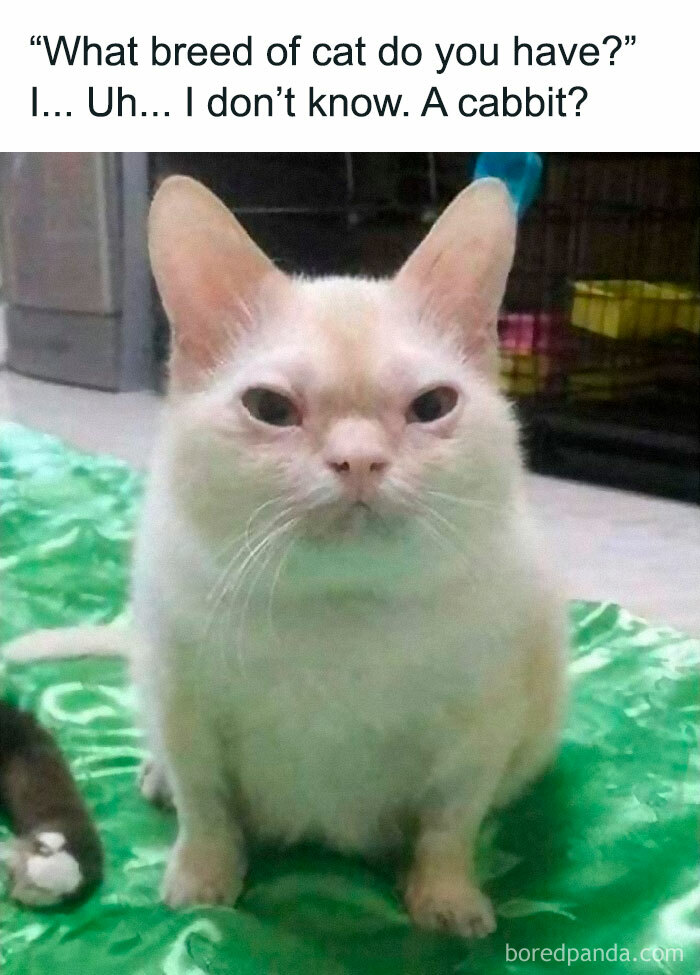 Funny-Animal-Meme-Posting