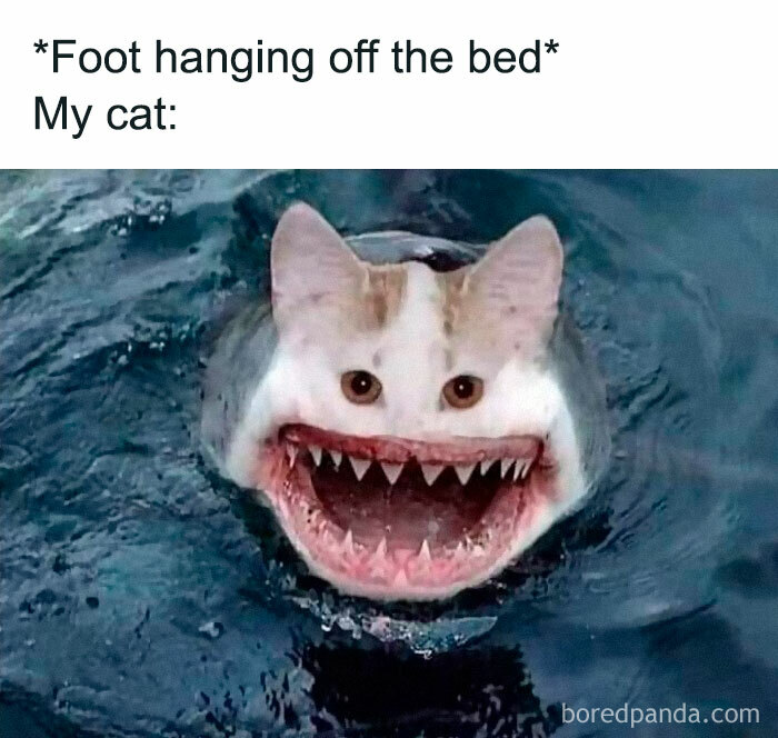 Funny-Animal-Meme-Posting