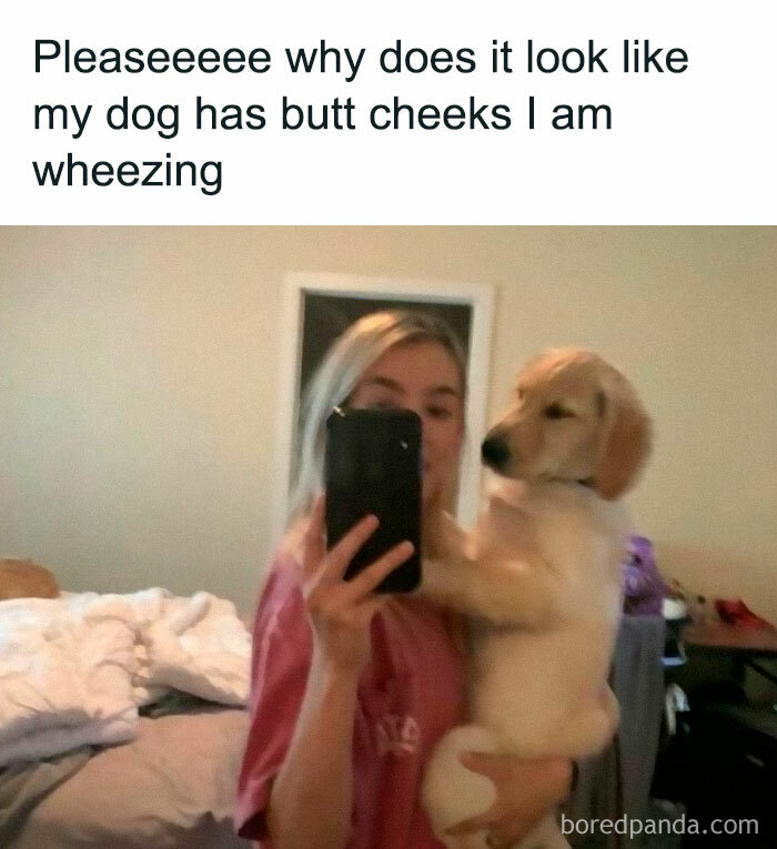 Funny-Animal-Meme-Posting