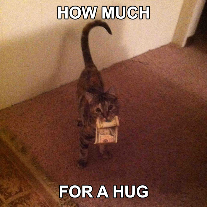 Funny-Animal-Meme-Posting