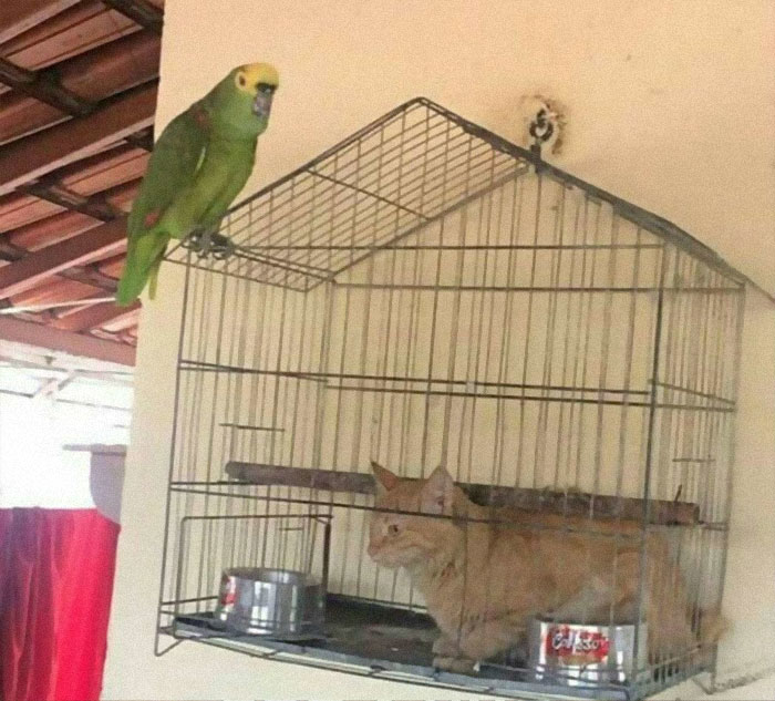 Funny-Animal-Meme-Posting