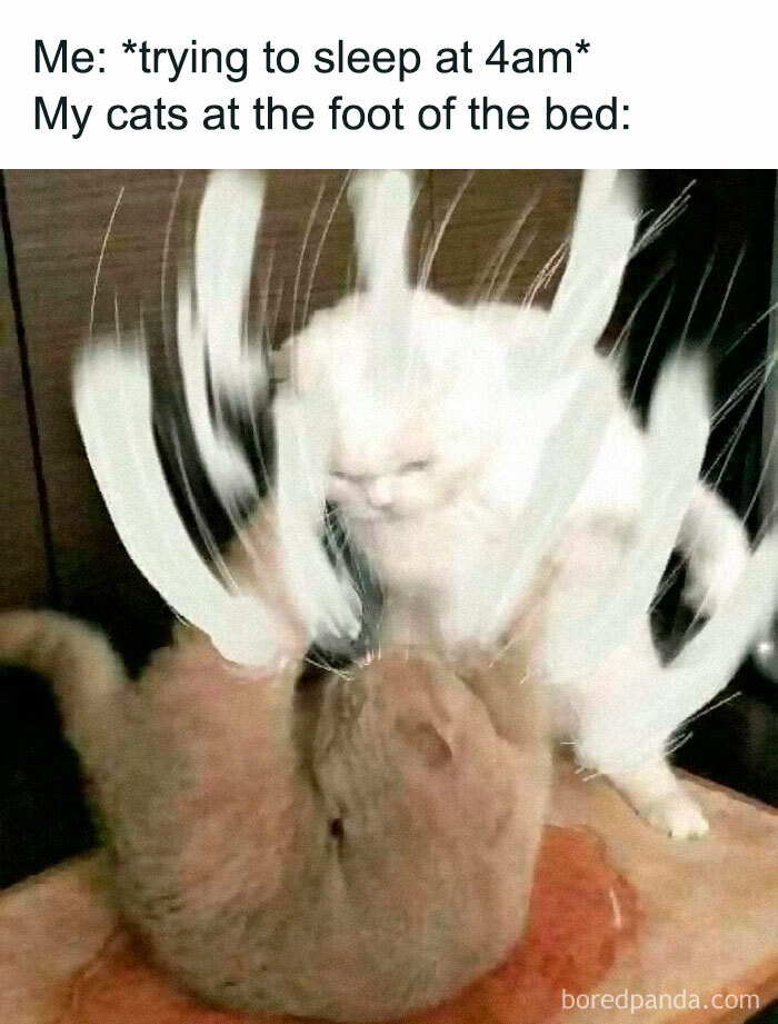 Funny-Animal-Meme-Posting