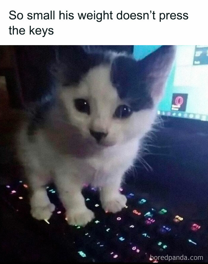 Funny-Animal-Meme-Posting