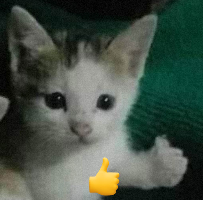 Funny-Animal-Meme-Posting