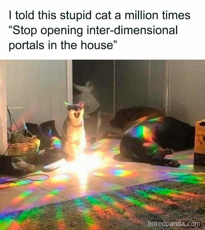 Funny-Animal-Meme-Posting