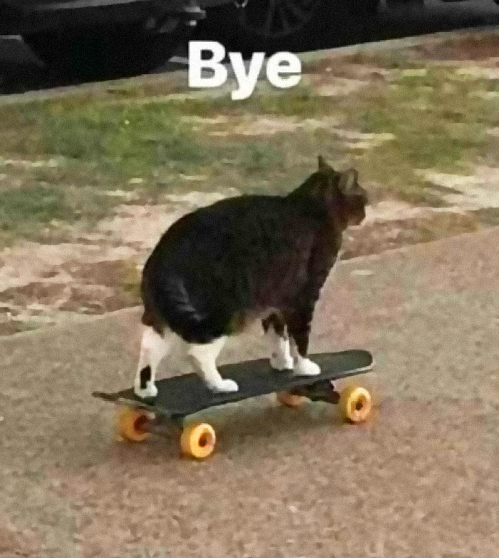 Funny-Animal-Meme-Posting