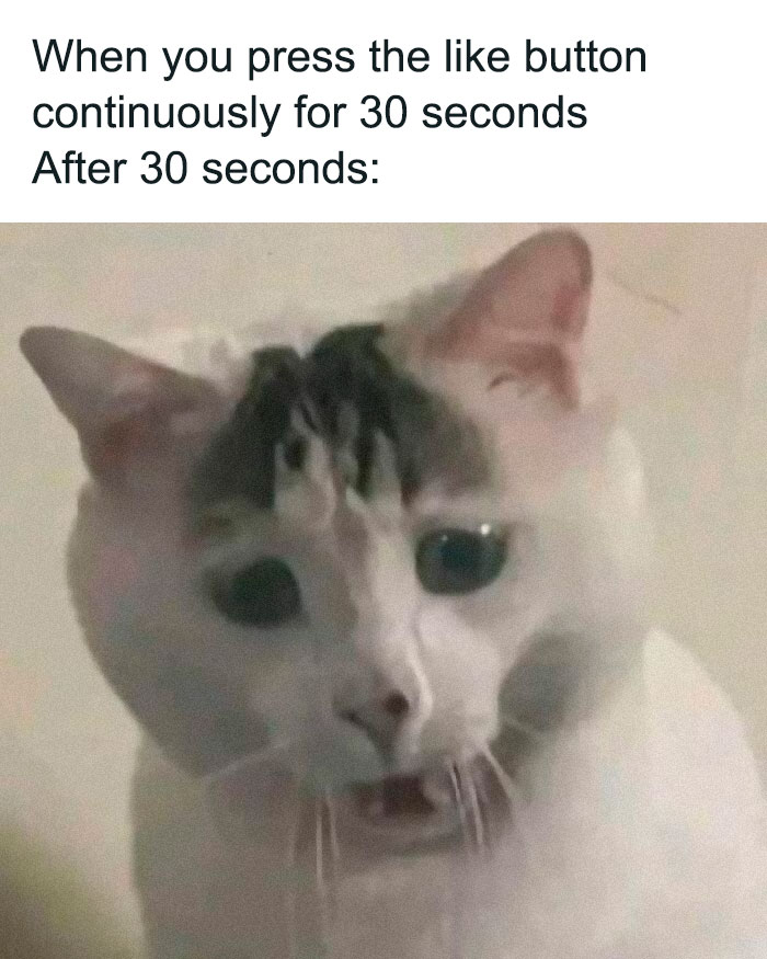 Funny-Animal-Meme-Posting