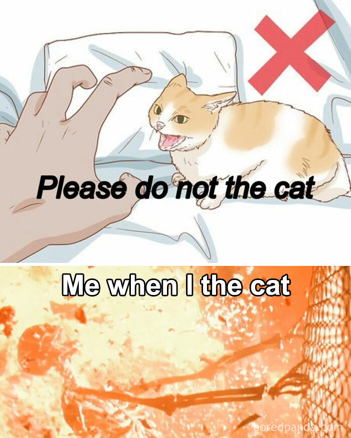 Funny-Animal-Meme-Posting