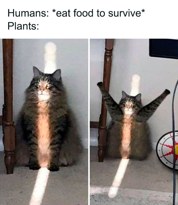 Funny-Animal-Meme-Posting