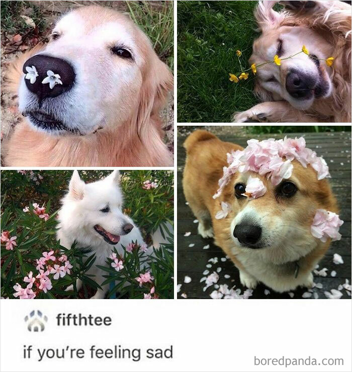 Funny-Animal-Meme-Posting